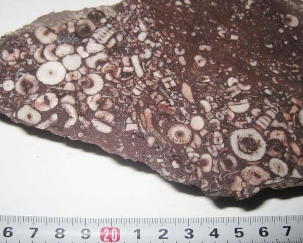 Amazon.co.jp: 日本の化石 岡山県川上町の赤色石灰岩中のウミユリ 約